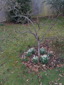 Snowdrops